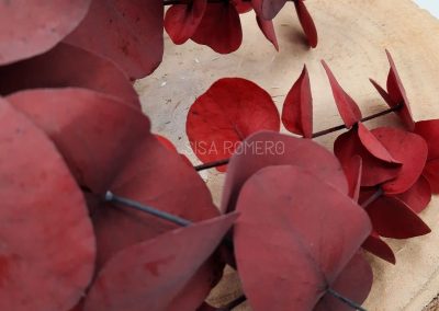 eucalipto cinerea rojo