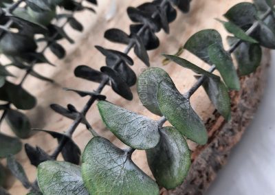 eucalyptus baby preservado