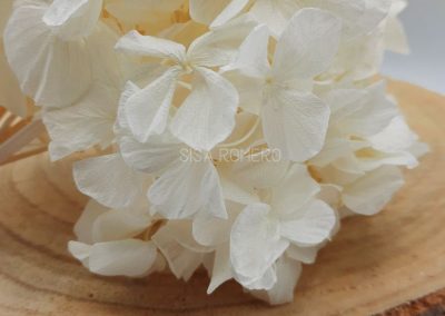 hortensia preservada blanca