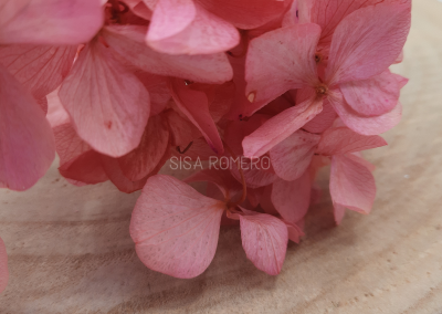 hortensia preservada rosa