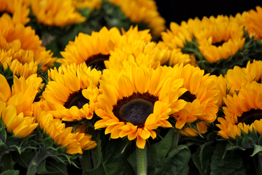 como cuidar un girasol