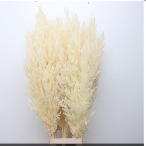 pampas_naturales
