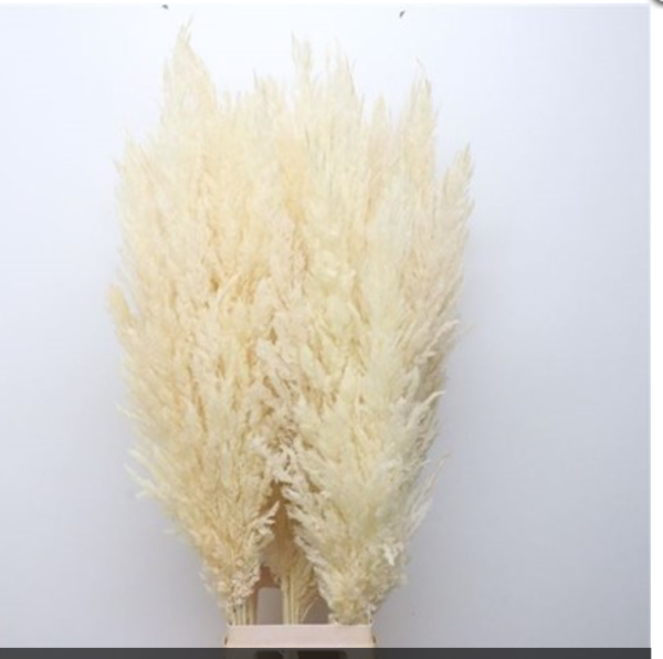 pampas_naturales