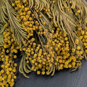 Mimosa_preservada