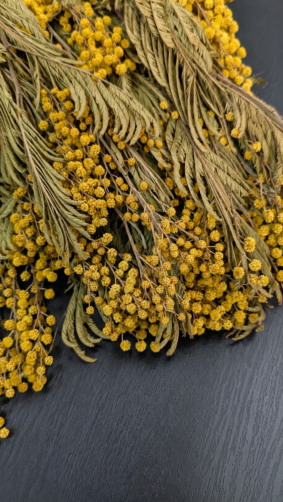 mimosa preservada Mimosa_preservada