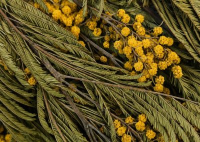 Mimosa preservada amarilla