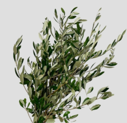 Olivo preservado natural