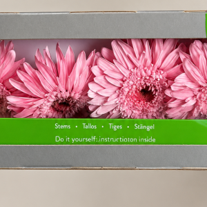Gerbera-preservada-con-tallo