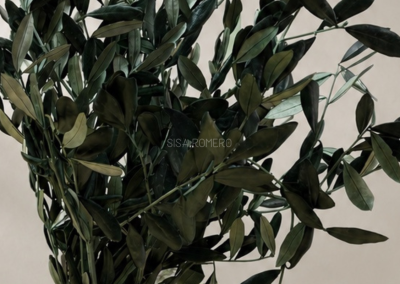 olivo_preservado_natural